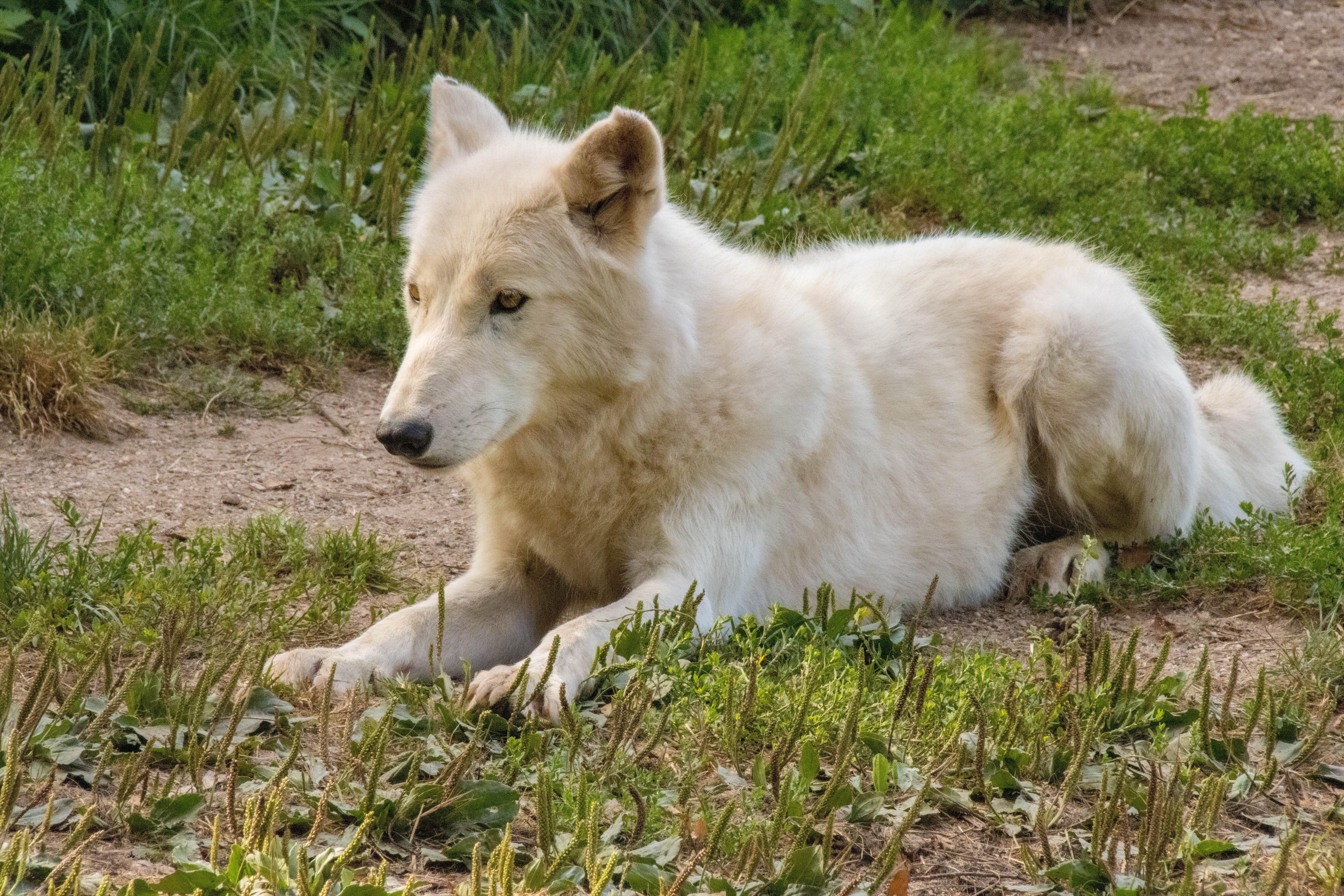 Loup blanc-IMG_0571.jpg